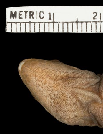 Media type: image; Herpetology R-37524